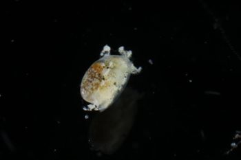 Media type: image;   Malacology 393732 Description: live specimen;